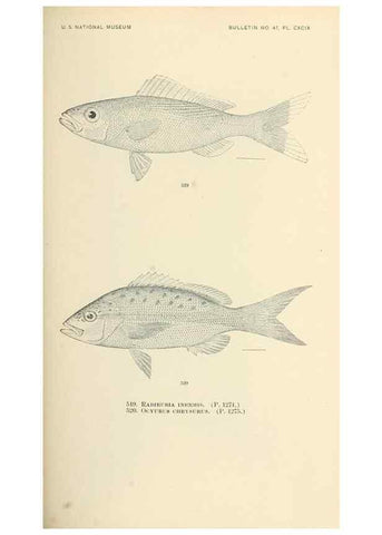 Reproducción/Reproduction 7983474453: The fishes of North and Middle America :. Washington :Smithsonian Institution, United States National Museum,1896-1900.