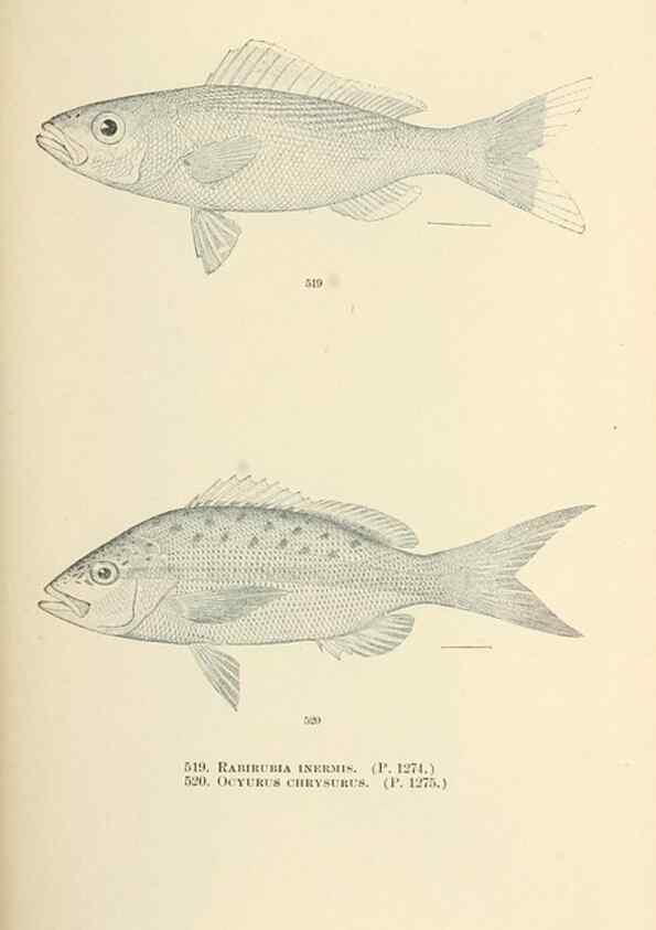 Reproducción/Reproduction 7983474453: The fishes of North and Middle America :. Washington :Smithsonian Institution, United States National Museum,1896-1900.