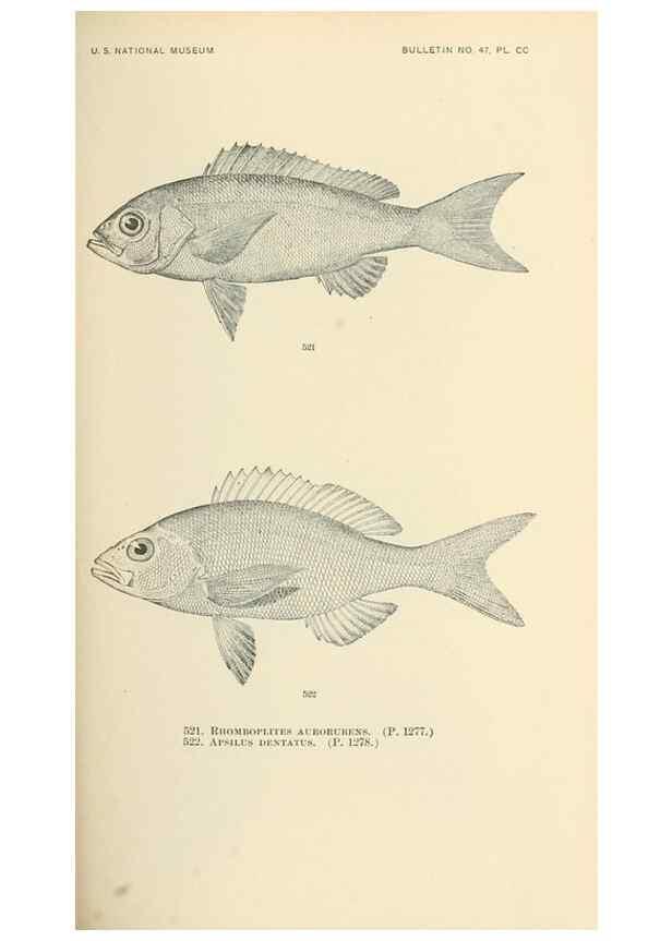 Reproducción/Reproduction 7983479436: The fishes of North and Middle America :. Washington :Smithsonian Institution, United States National Museum,1896-1900.