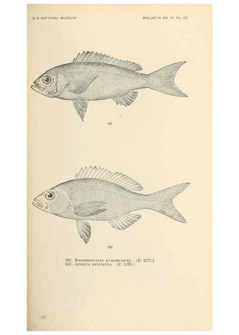 Reproducción/Reproduction 7983479436: The fishes of North and Middle America :. Washington :Smithsonian Institution, United States National Museum,1896-1900.