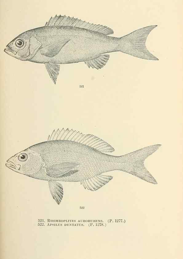 Reproducción/Reproduction 7983479436: The fishes of North and Middle America :. Washington :Smithsonian Institution, United States National Museum,1896-1900.