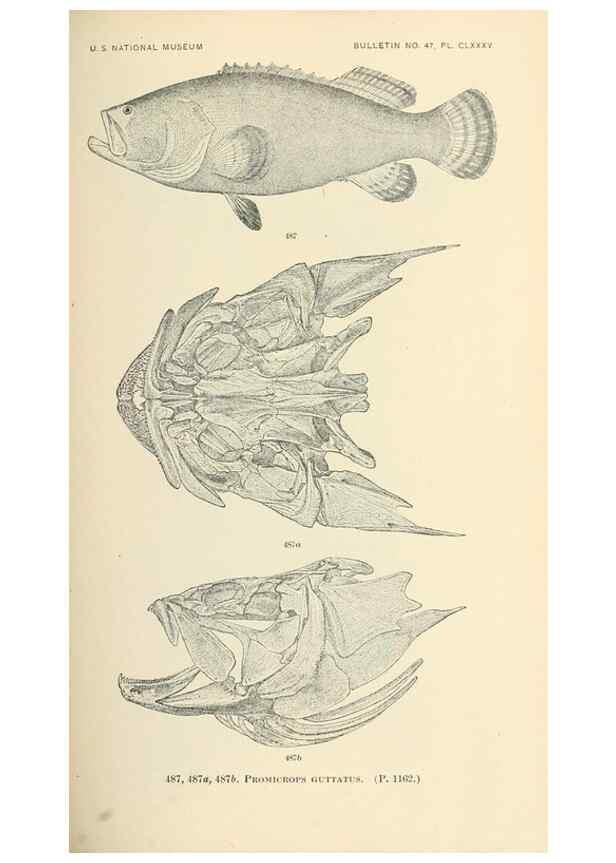 Reproducción/Reproduction 7983465121: The fishes of North and Middle America :. Washington :Smithsonian Institution, United States National Museum,1896-1900.