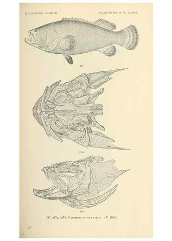 Reproducción/Reproduction 7983465121: The fishes of North and Middle America :. Washington :Smithsonian Institution, United States National Museum,1896-1900.