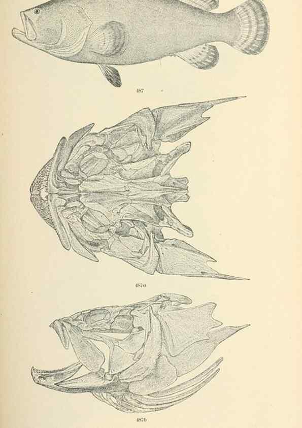 Reproducción/Reproduction 7983465121: The fishes of North and Middle America :. Washington :Smithsonian Institution, United States National Museum,1896-1900.