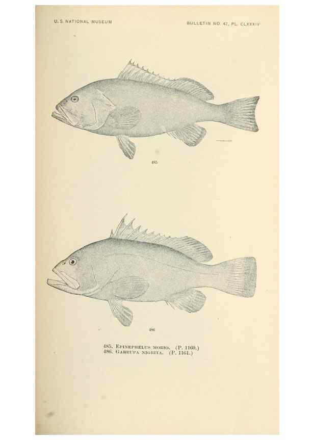 Reproducción/Reproduction 7983468492: The fishes of North and Middle America :. Washington :Smithsonian Institution, United States National Museum,1896-1900.