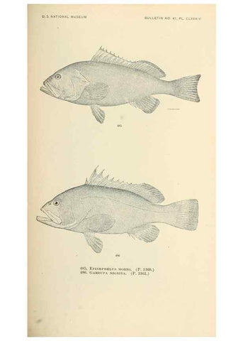 Reproducción/Reproduction 7983468492: The fishes of North and Middle America :. Washington :Smithsonian Institution, United States National Museum,1896-1900.