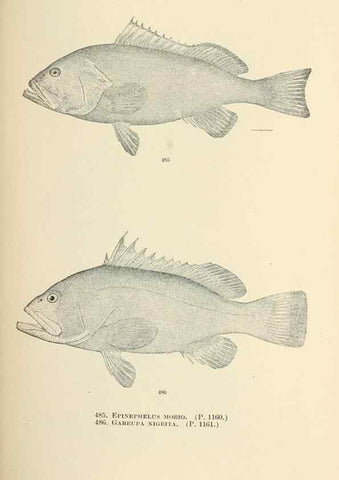Reproducción/Reproduction 7983468492: The fishes of North and Middle America :. Washington :Smithsonian Institution, United States National Museum,1896-1900.