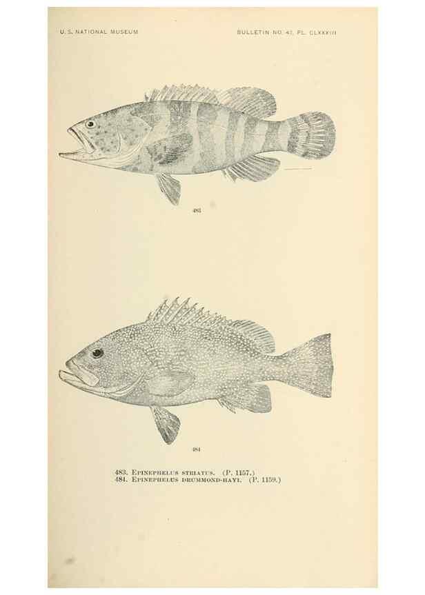 Reproducción/Reproduction 7983467976: The fishes of North and Middle America :. Washington :Smithsonian Institution, United States National Museum,1896-1900.