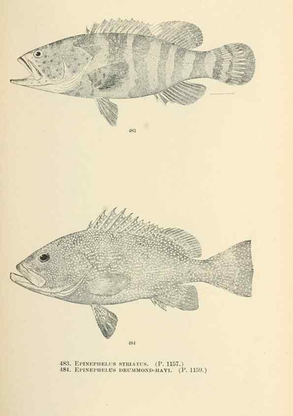 Reproducción/Reproduction 7983467976: The fishes of North and Middle America :. Washington :Smithsonian Institution, United States National Museum,1896-1900.