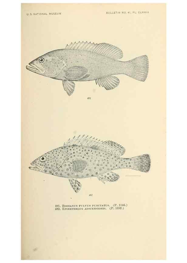 Reproducción/Reproduction 7983463295: The fishes of North and Middle America :. Washington :Smithsonian Institution, United States National Museum,1896-1900.