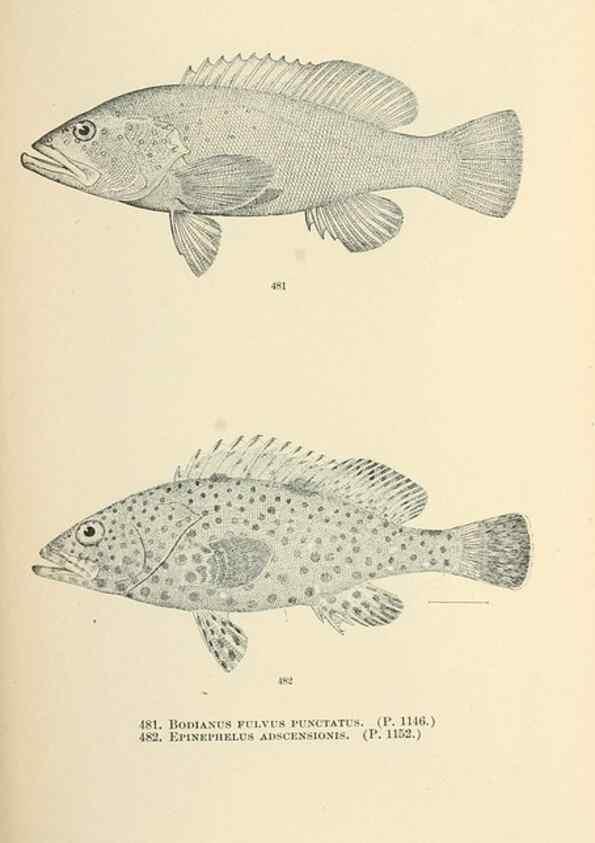 Reproducción/Reproduction 7983463295: The fishes of North and Middle America :. Washington :Smithsonian Institution, United States National Museum,1896-1900.