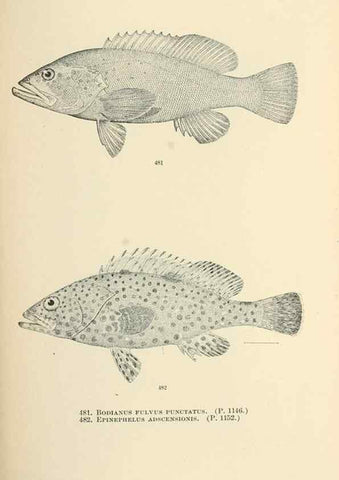Reproducción/Reproduction 7983463295: The fishes of North and Middle America :. Washington :Smithsonian Institution, United States National Museum,1896-1900.