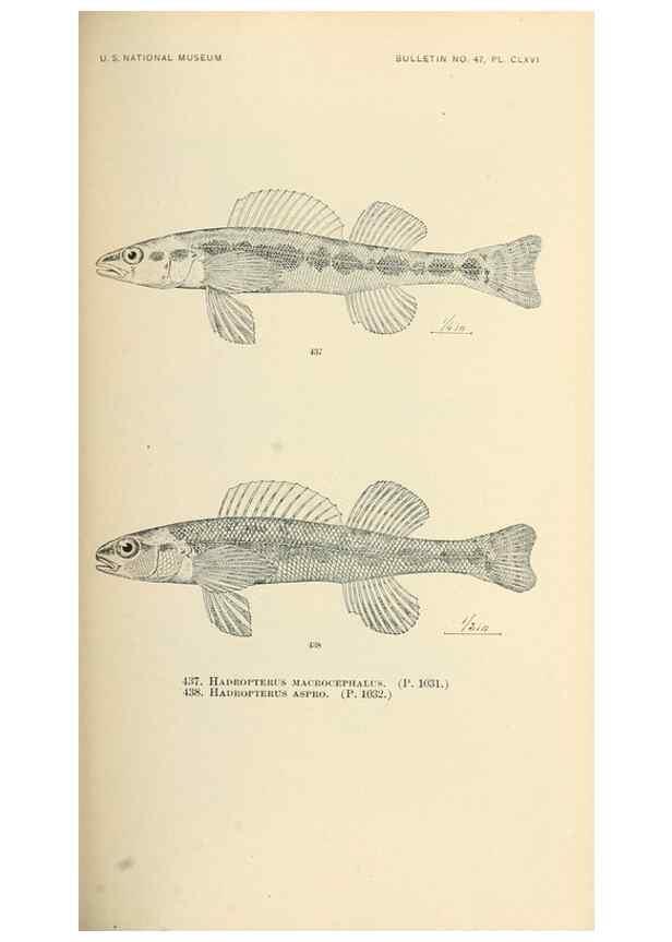Reproducción/Reproduction 7983456900: The fishes of North and Middle America :. Washington :Smithsonian Institution, United States National Museum,1896-1900.