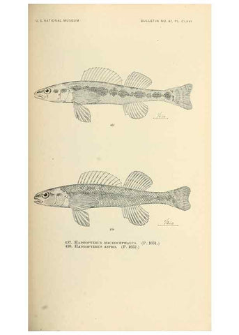 Reproducción/Reproduction 7983456900: The fishes of North and Middle America :. Washington :Smithsonian Institution, United States National Museum,1896-1900.