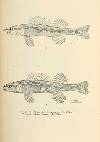 Reproducción/Reproduction 7983456900: The fishes of North and Middle America :. Washington :Smithsonian Institution, United States National Museum,1896-1900.