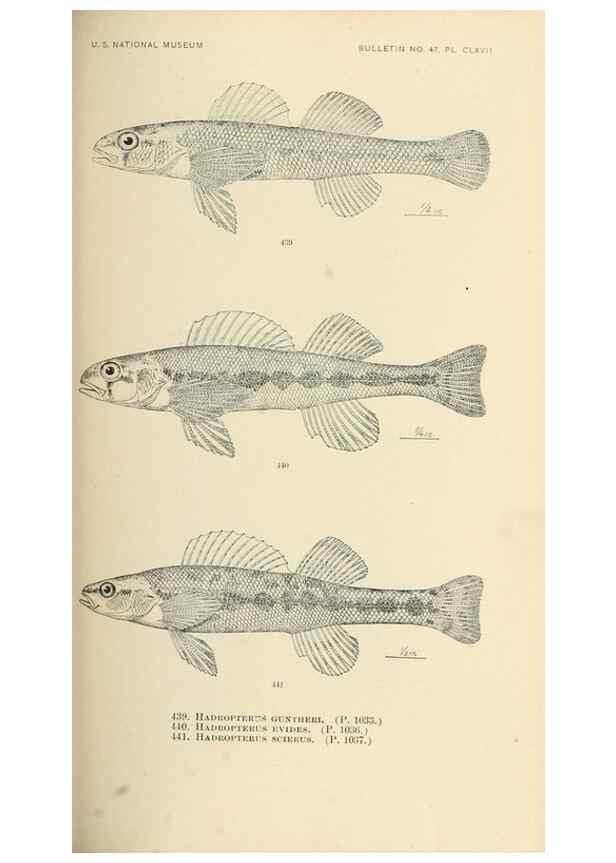 Reproducción/Reproduction 7983457460: The fishes of North and Middle America :. Washington :Smithsonian Institution, United States National Museum,1896-1900.