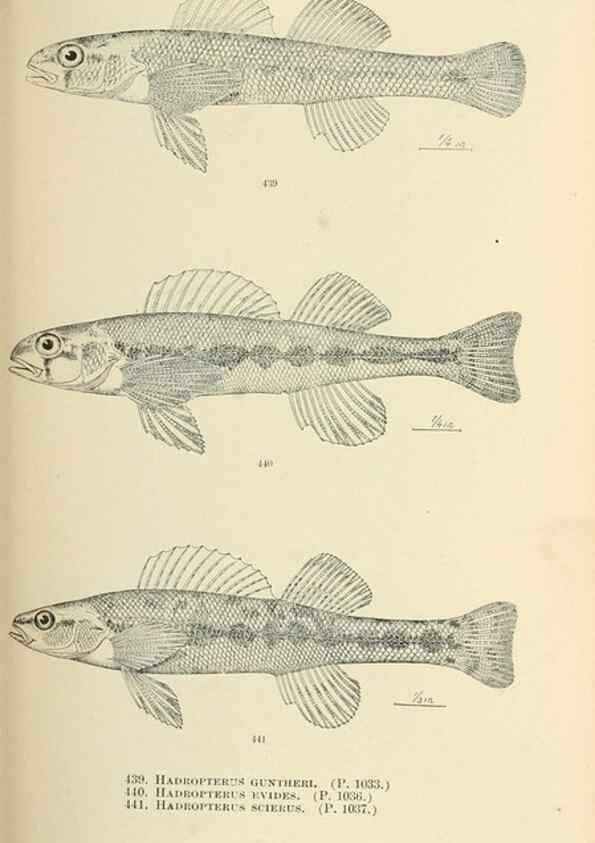 Reproducción/Reproduction 7983457460: The fishes of North and Middle America :. Washington :Smithsonian Institution, United States National Museum,1896-1900.