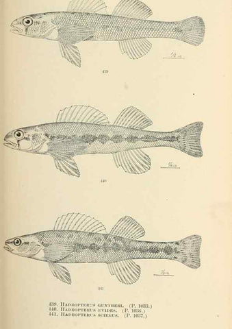 Reproducción/Reproduction 7983457460: The fishes of North and Middle America :. Washington :Smithsonian Institution, United States National Museum,1896-1900.