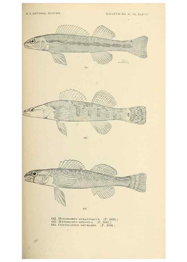 Reproducción/Reproduction 7983458064: The fishes of North and Middle America :. Washington :Smithsonian Institution, United States National Museum,1896-1900.