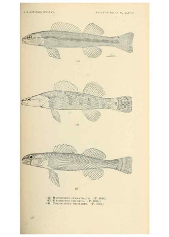 Reproducción/Reproduction 7983458064: The fishes of North and Middle America :. Washington :Smithsonian Institution, United States National Museum,1896-1900.