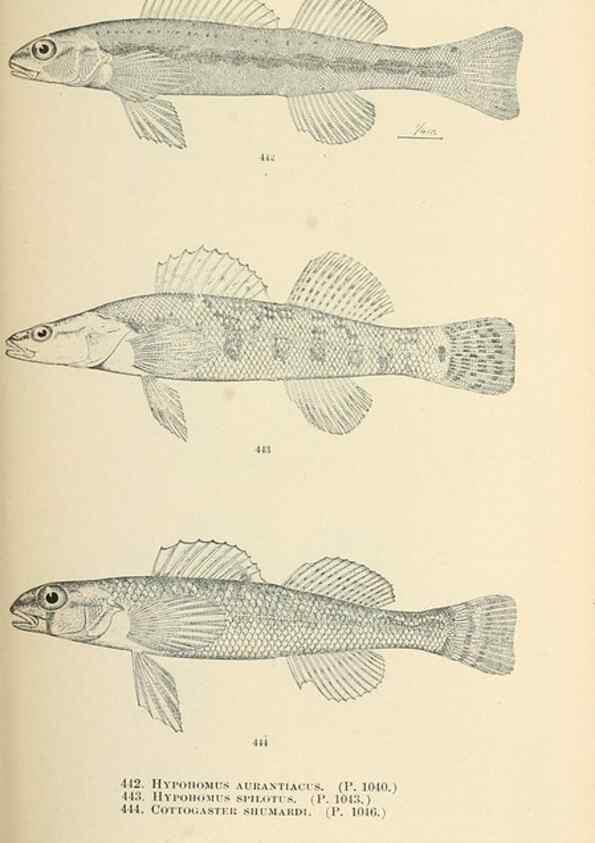 Reproducción/Reproduction 7983458064: The fishes of North and Middle America :. Washington :Smithsonian Institution, United States National Museum,1896-1900.
