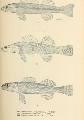 Reproducción/Reproduction 7983458064: The fishes of North and Middle America :. Washington :Smithsonian Institution, United States National Museum,1896-1900.