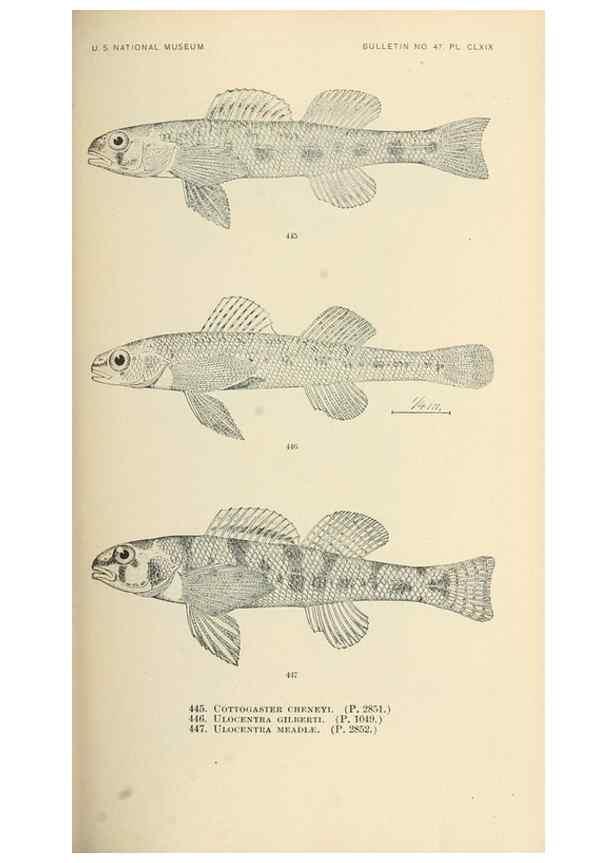 Reproducción/Reproduction 7983458738: The fishes of North and Middle America :. Washington :Smithsonian Institution, United States National Museum,1896-1900.