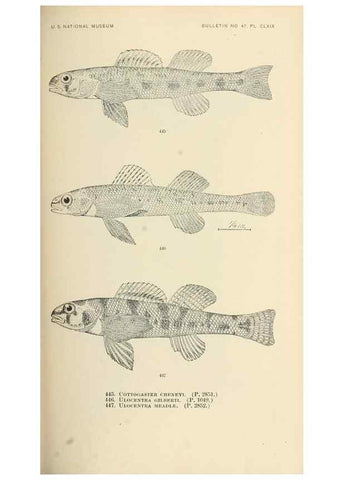 Reproducción/Reproduction 7983458738: The fishes of North and Middle America :. Washington :Smithsonian Institution, United States National Museum,1896-1900.