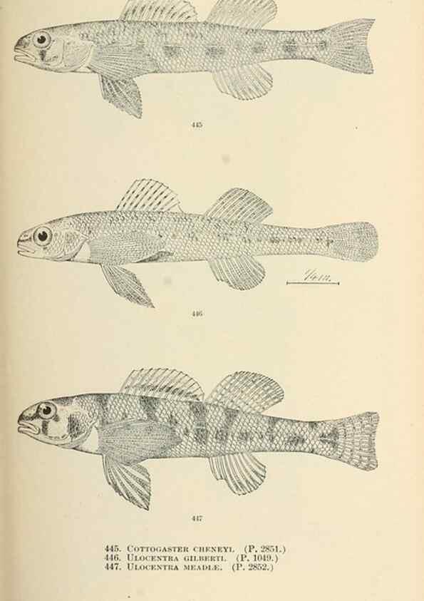 Reproducción/Reproduction 7983458738: The fishes of North and Middle America :. Washington :Smithsonian Institution, United States National Museum,1896-1900.