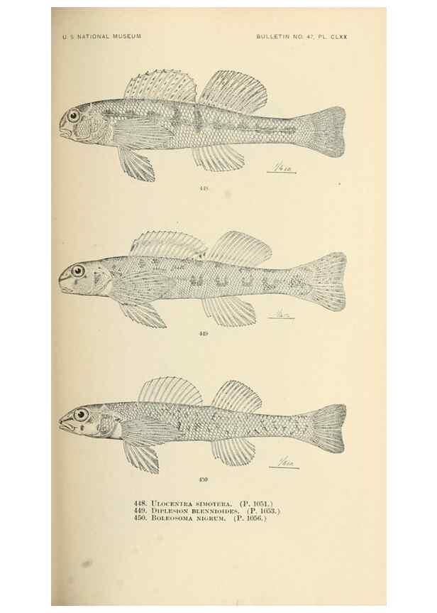Reproducción/Reproduction 7983454869: The fishes of North and Middle America :. Washington :Smithsonian Institution, United States National Museum,1896-1900.