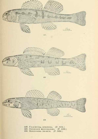 Reproducción/Reproduction 7983454869: The fishes of North and Middle America :. Washington :Smithsonian Institution, United States National Museum,1896-1900.