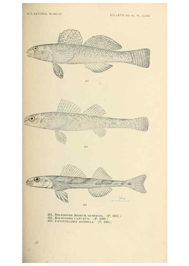 Reproducción/Reproduction 7983455635: The fishes of North and Middle America :. Washington :Smithsonian Institution, United States National Museum,1896-1900.