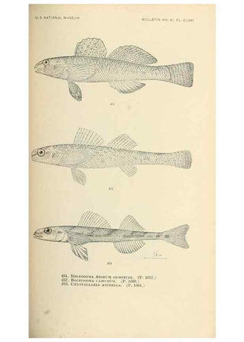 Reproducción/Reproduction 7983455635: The fishes of North and Middle America :. Washington :Smithsonian Institution, United States National Museum,1896-1900.