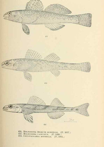 Reproducción/Reproduction 7983455635: The fishes of North and Middle America :. Washington :Smithsonian Institution, United States National Museum,1896-1900.
