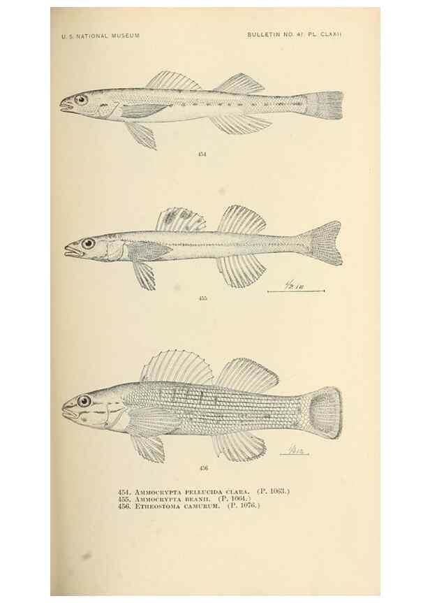 Reproducción/Reproduction 7983456223: The fishes of North and Middle America :. Washington :Smithsonian Institution, United States National Museum,1896-1900.
