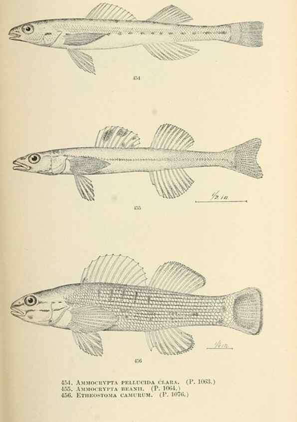 Reproducción/Reproduction 7983456223: The fishes of North and Middle America :. Washington :Smithsonian Institution, United States National Museum,1896-1900.