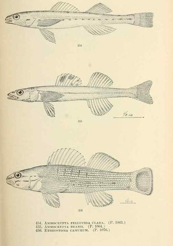 Reproducción/Reproduction 7983456223: The fishes of North and Middle America :. Washington :Smithsonian Institution, United States National Museum,1896-1900.