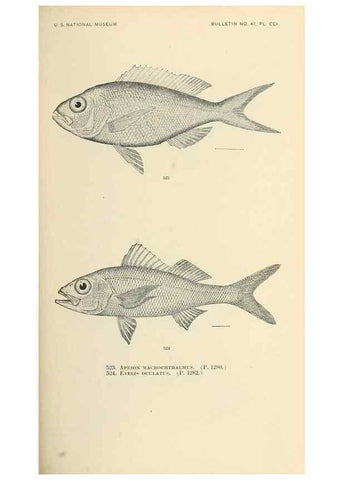 Reproducción/Reproduction 7983475479: The fishes of North and Middle America :. Washington :Smithsonian Institution, United States National Museum,1896-1900.