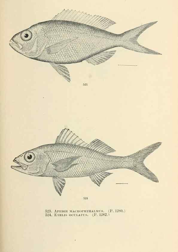 Reproducción/Reproduction 7983475479: The fishes of North and Middle America :. Washington :Smithsonian Institution, United States National Museum,1896-1900.
