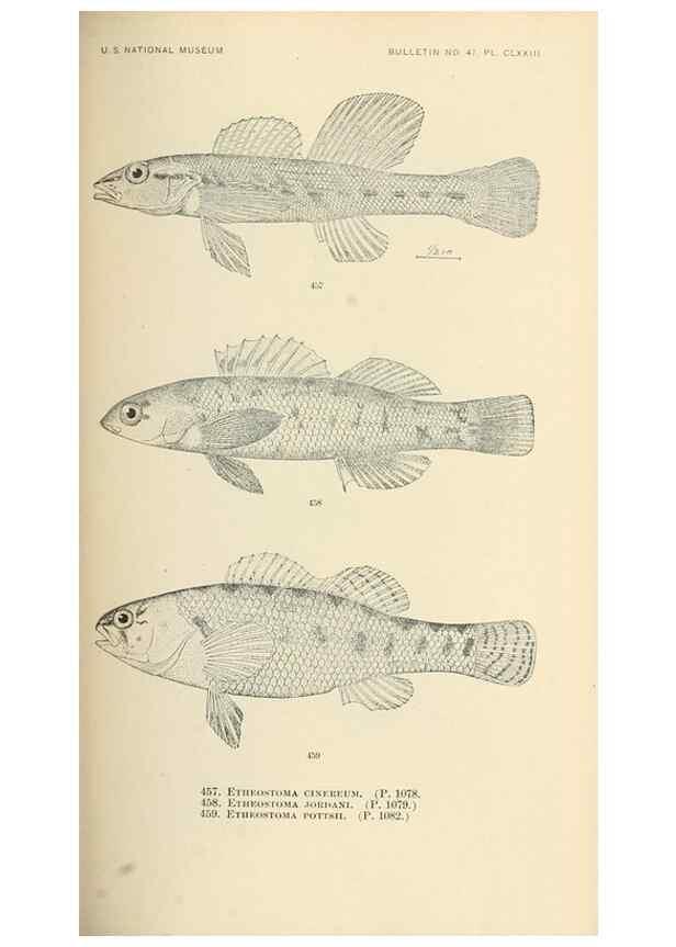 Reproducción/Reproduction 7983461412: The fishes of North and Middle America :. Washington :Smithsonian Institution, United States National Museum,1896-1900.