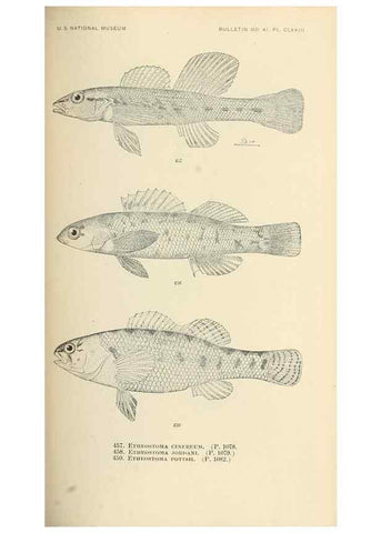 Reproducción/Reproduction 7983461412: The fishes of North and Middle America :. Washington :Smithsonian Institution, United States National Museum,1896-1900.
