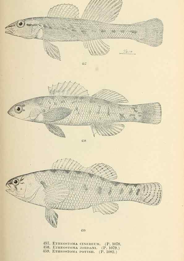 Reproducción/Reproduction 7983461412: The fishes of North and Middle America :. Washington :Smithsonian Institution, United States National Museum,1896-1900.