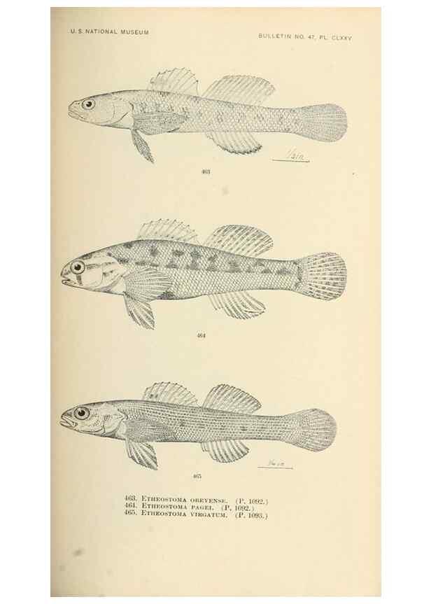 Reproducción/Reproduction 7983462584: The fishes of North and Middle America :. Washington :Smithsonian Institution, United States National Museum,1896-1900.