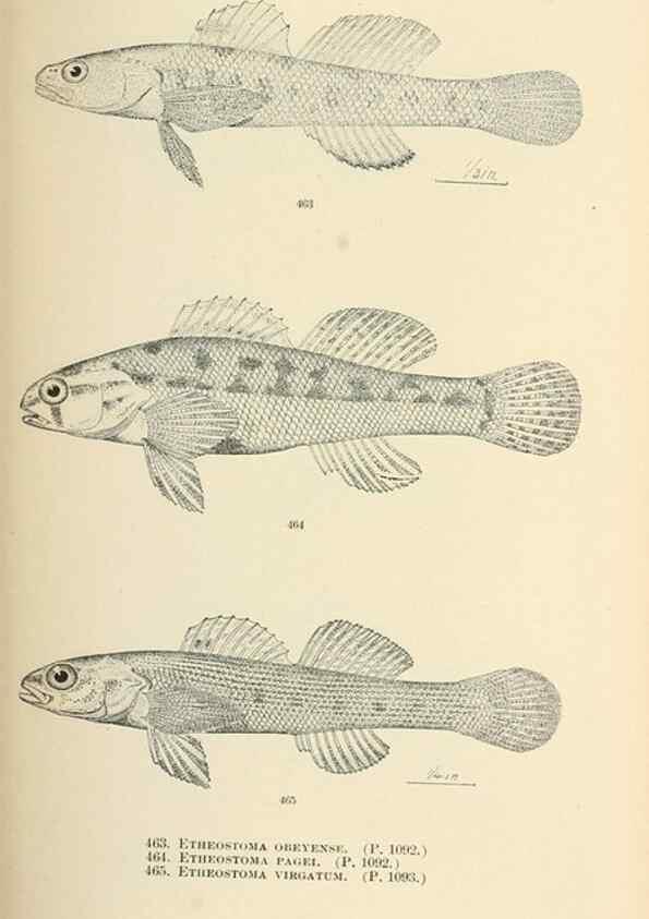 Reproducción/Reproduction 7983462584: The fishes of North and Middle America :. Washington :Smithsonian Institution, United States National Museum,1896-1900.