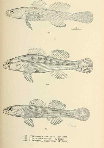 Reproducción/Reproduction 7983462584: The fishes of North and Middle America :. Washington :Smithsonian Institution, United States National Museum,1896-1900.
