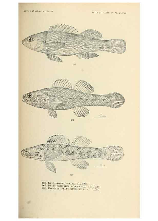 Reproducción/Reproduction 7983458881: The fishes of North and Middle America :. Washington :Smithsonian Institution, United States National Museum,1896-1900.