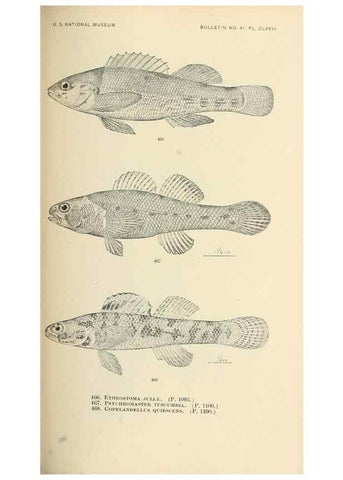Reproducción/Reproduction 7983458881: The fishes of North and Middle America :. Washington :Smithsonian Institution, United States National Museum,1896-1900.