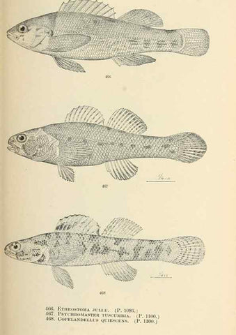 Reproducción/Reproduction 7983458881: The fishes of North and Middle America :. Washington :Smithsonian Institution, United States National Museum,1896-1900.