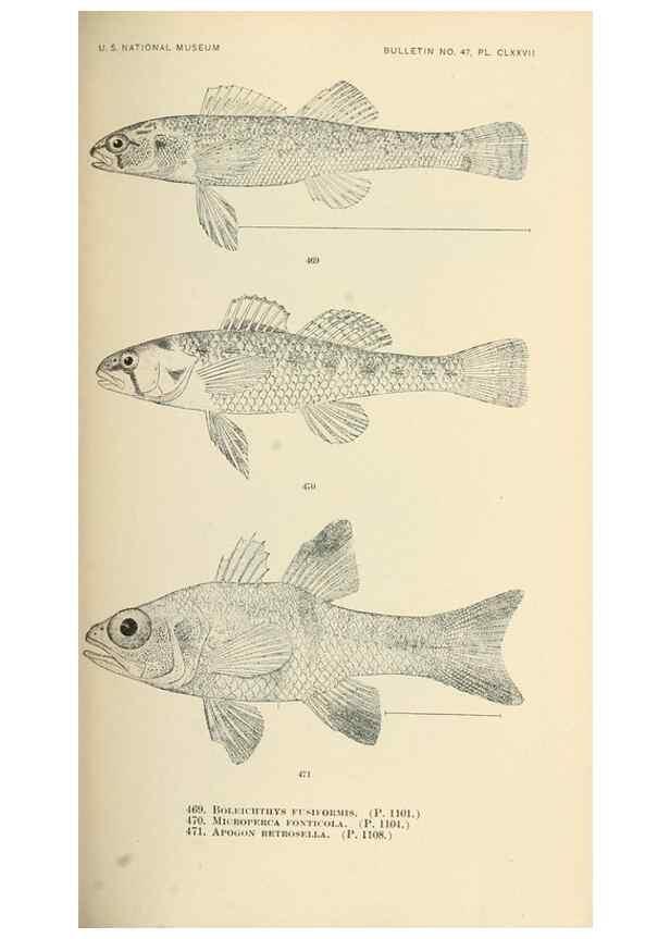 Reproducción/Reproduction 7983459623: The fishes of North and Middle America :. Washington :Smithsonian Institution, United States National Museum,1896-1900.