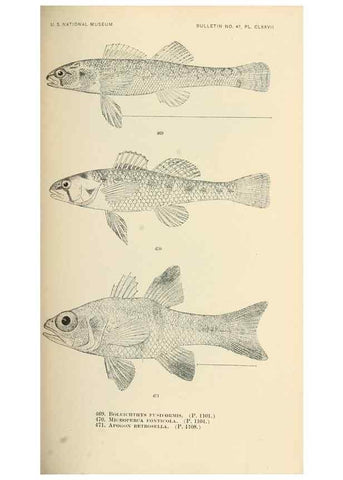 Reproducción/Reproduction 7983459623: The fishes of North and Middle America :. Washington :Smithsonian Institution, United States National Museum,1896-1900.